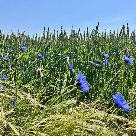Schloesschen Am Schmachter Binz
